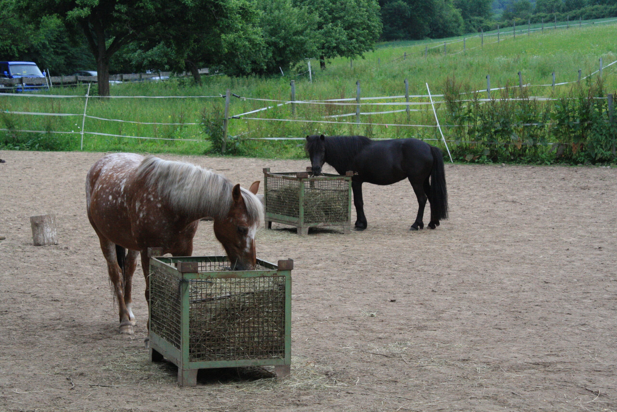 Pony auf dem Gelände des Campingparks