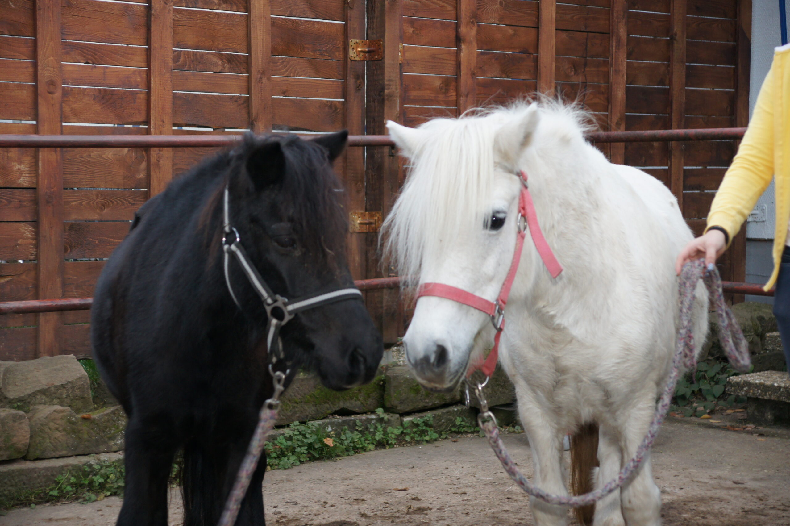 Pony auf dem Campingpark Stromberg