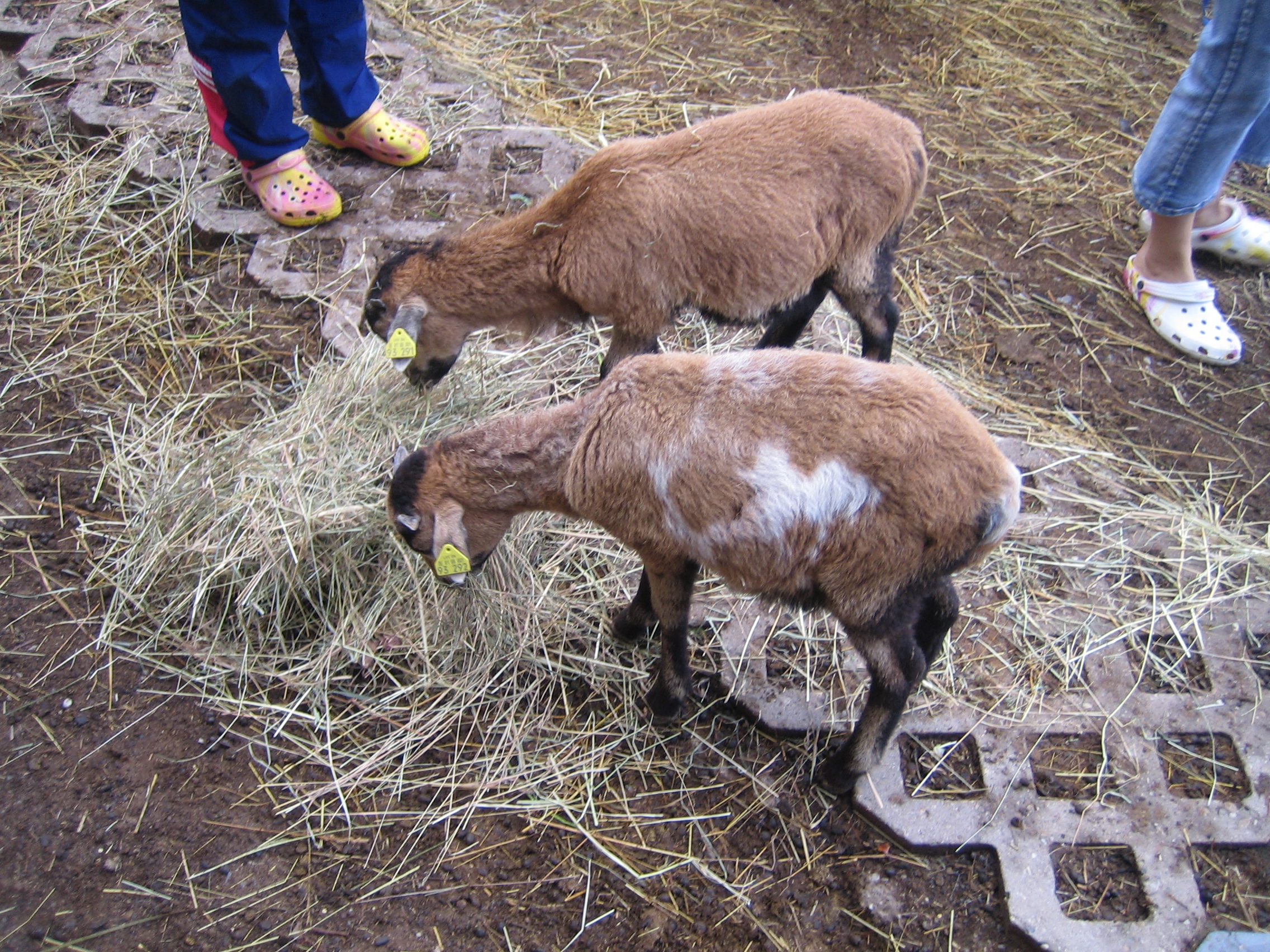 Ziegen auf dem Campingpark Stromberg