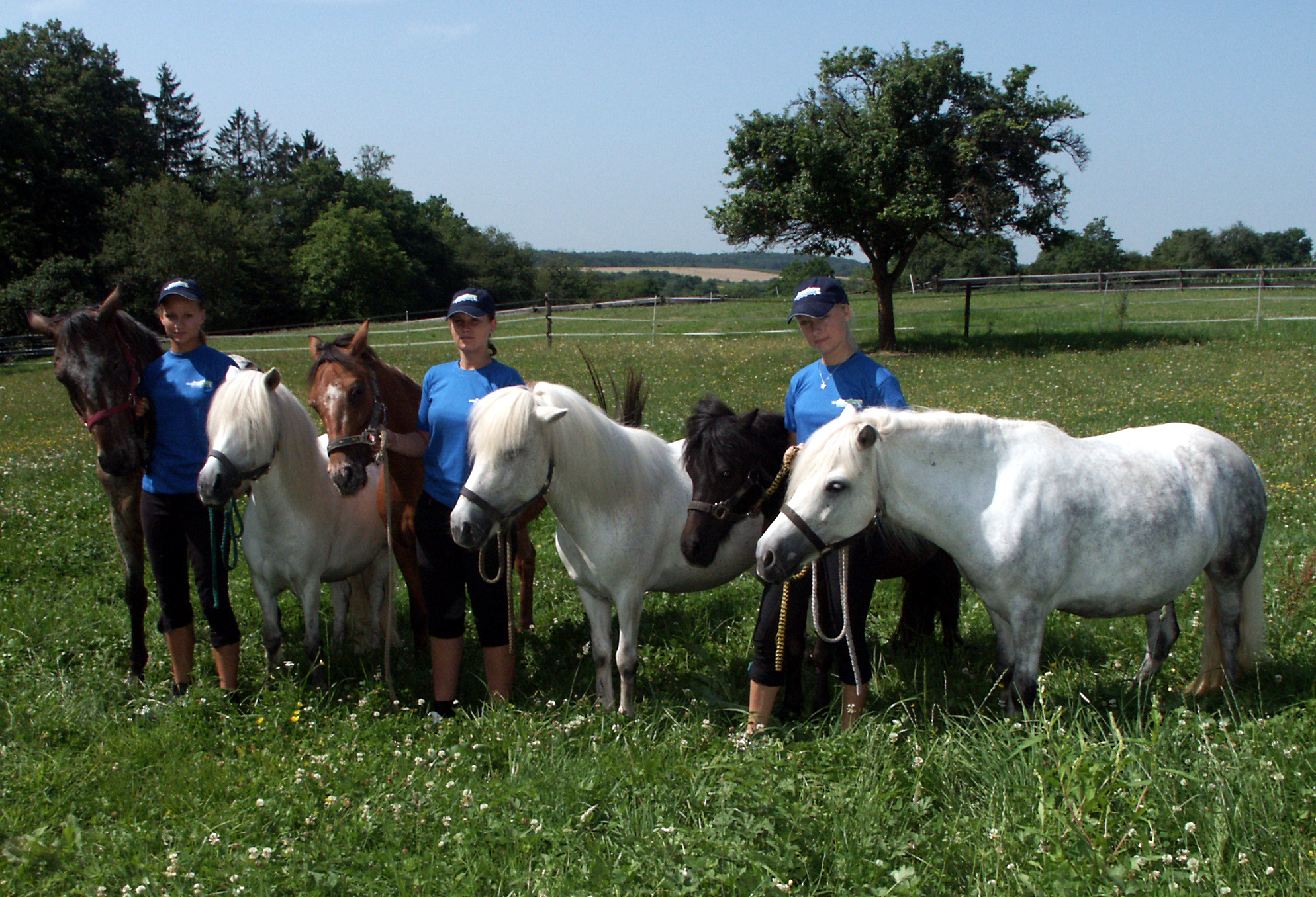 Pony auf dem Campingpark Stromberg